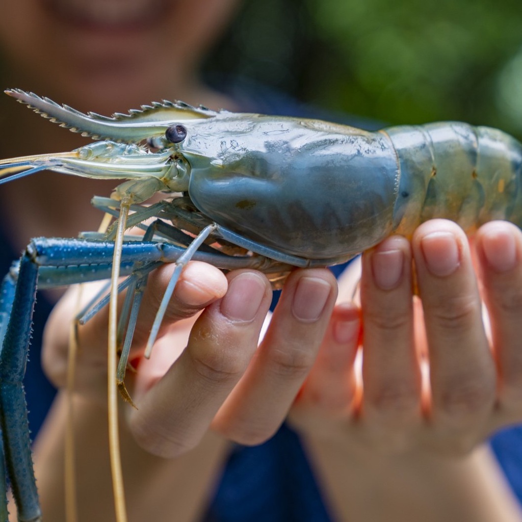 กุ้งแม่น้ำ ไข่หัวแก้วมันแน่นๆ มีหัวแก้ว 🦞 (สดๆจากบ่อโดยตรง)