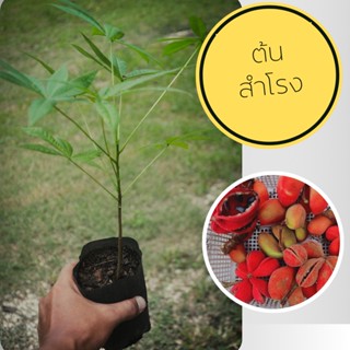 ต้นสำโรง ต้นแข็งแรง ไม้ป่าใกล้สูญหาย Sterculia foetida L