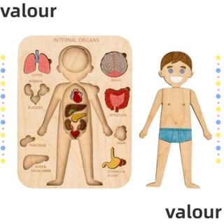 Valour จิ๊กซอว์ไม้ รูปโครงกระดูก ของเล่นเสริมการเรียนรู้เด็กก่อนวัยเรียน