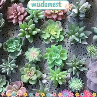 Wisdomest พืชอวบน้ําปลอม 27 แบบ สําหรับตกแต่งบ้าน สวน ห้องนั่งเล่น