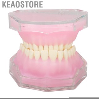 Keaostore Standard Tooth Model Resin Detachable Dental Teaching Study Supplies