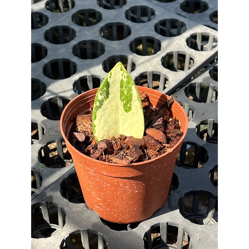 มุมมอง 2