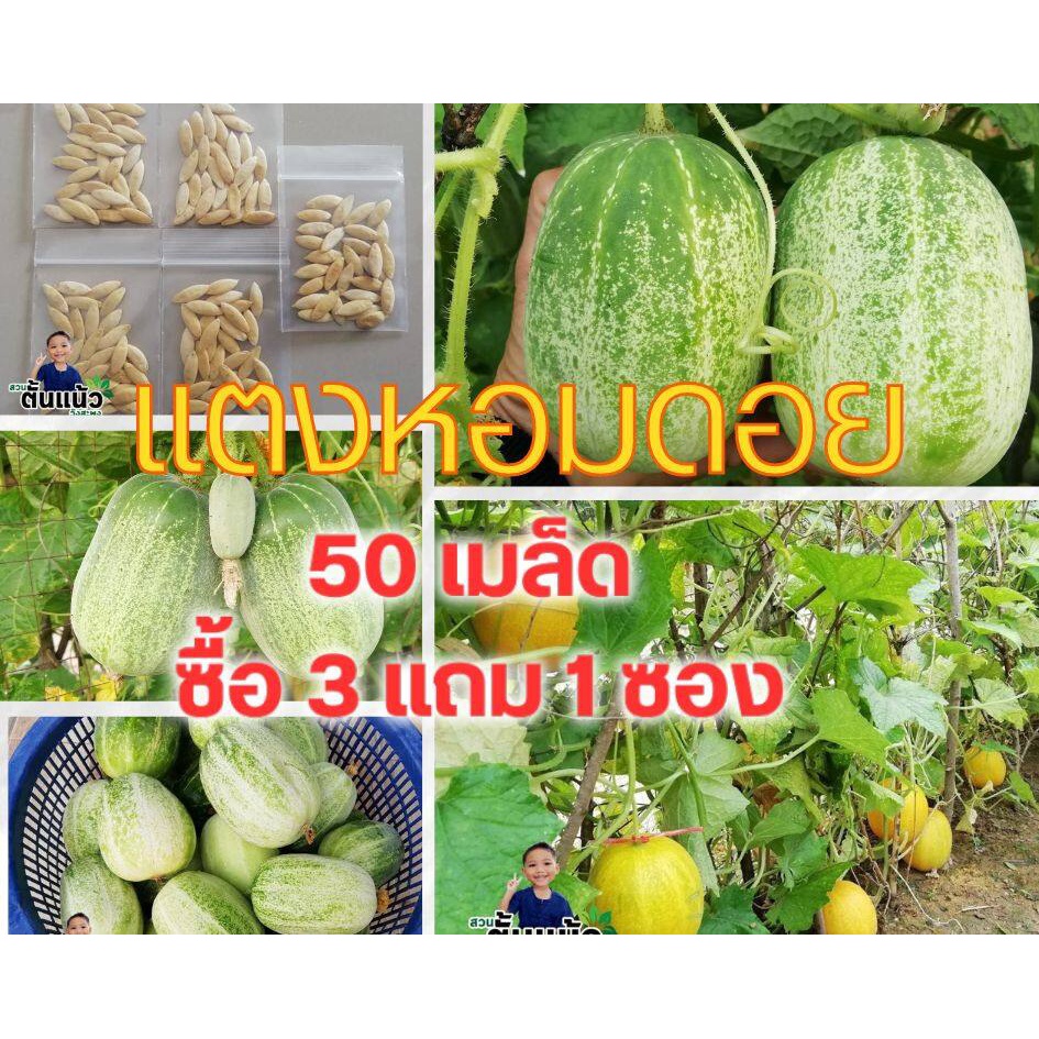 3 แถม 1 เมล็ดแตงหอมดอย 50 เมล็ด เมล็ดแตงกวาดอย เมล็ดแตงกวา เมล็ดแตง