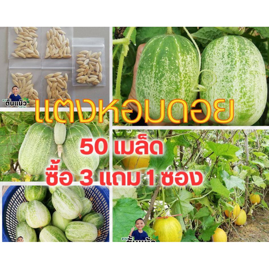 🔥3 แถม 1🔥 เมล็ดแตงหอมดอย 50 เมล็ด เมล็ดแตงกวาดอย เมล็ดแตงกวา เมล็ดแตง