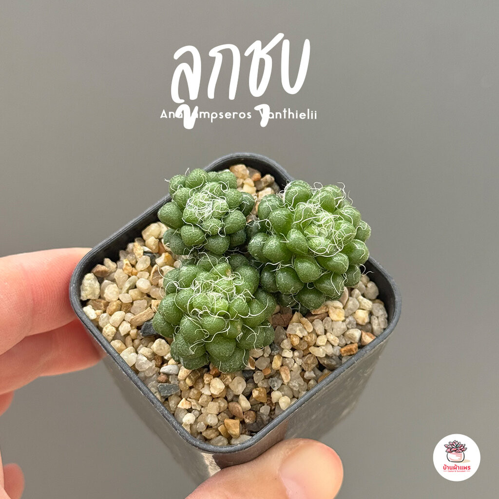ลูกชุบ Anacampseros Vanthielii ไม้อวบน้ำ กุหลาบหิน แคคตัส กระบองเพชร cactus&succulent