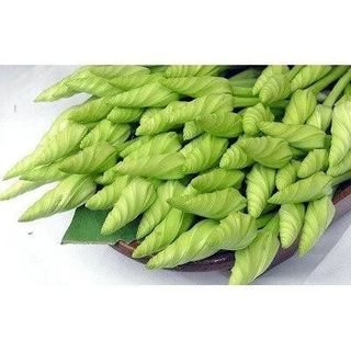ดอกชมจันทร์ เมล็ดพันธุ์ 3-7 เมล็ด มีคู่มือปลูก