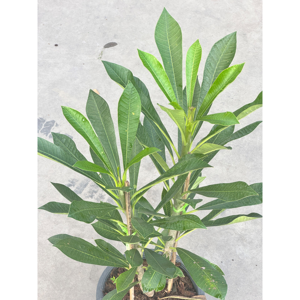 มุมมอง 4