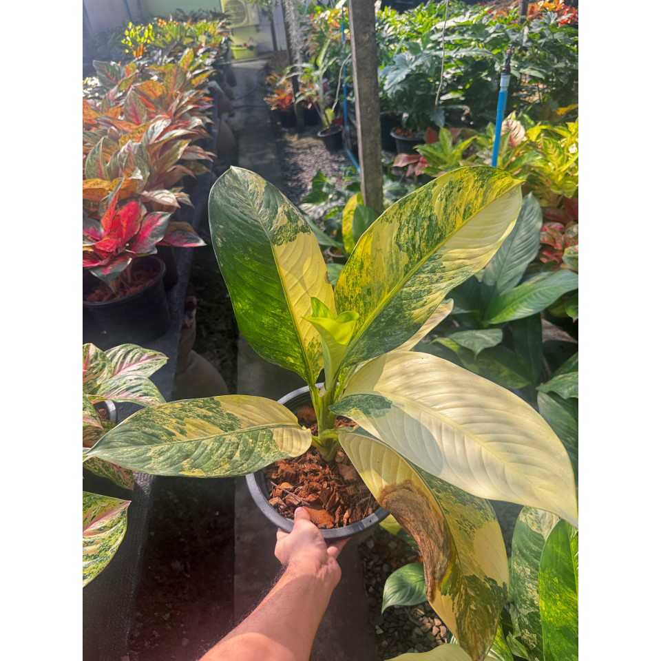 มุมมอง 4