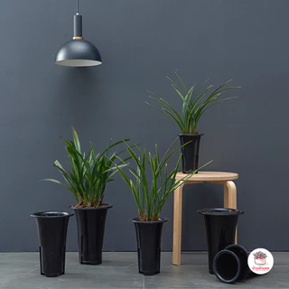 กระถางทรงสูง #LHP กระถางพลาสติก แคคตัส กระบองเพชร ไม้อวบน้ำ Cactus&Succulent