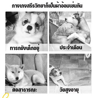 ผ้าอ้อมสุนัข 12/10pcs แพมเพิสสุนัข แบบใช้แล้วทิ้ง ชายและหญิง ดูดซึมน้ําได้ดี XS/S/M/L/XL