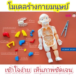 💓พร้อมส่ง💓Model ร่างกายมนุษย์ 💓ฟรี! หนังสือ+การ์ด ของเล่นแนววิทยาศาสตร์ โมเดล human body