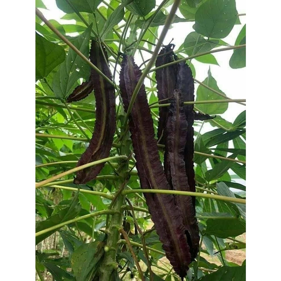 ถั่วพูสีม่วง เมล็ดพันธุ์สำหรับปลูก 4-10 เมล็ด มีคู่มือปลูก - รูปที่ 3