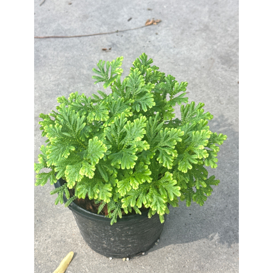 มุมมอง 2