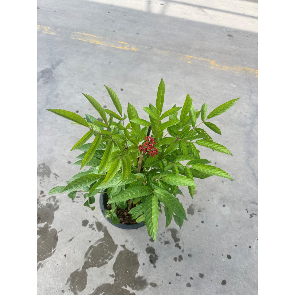 มุมมอง 7