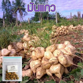 มันแกว เมล็ดพันธุ์ 20-50 เมล็ด มีคู่มือปลูก