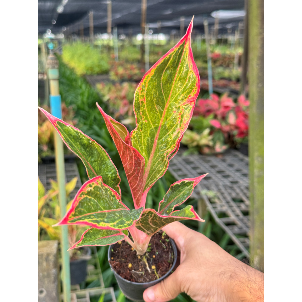 มุมมอง 4