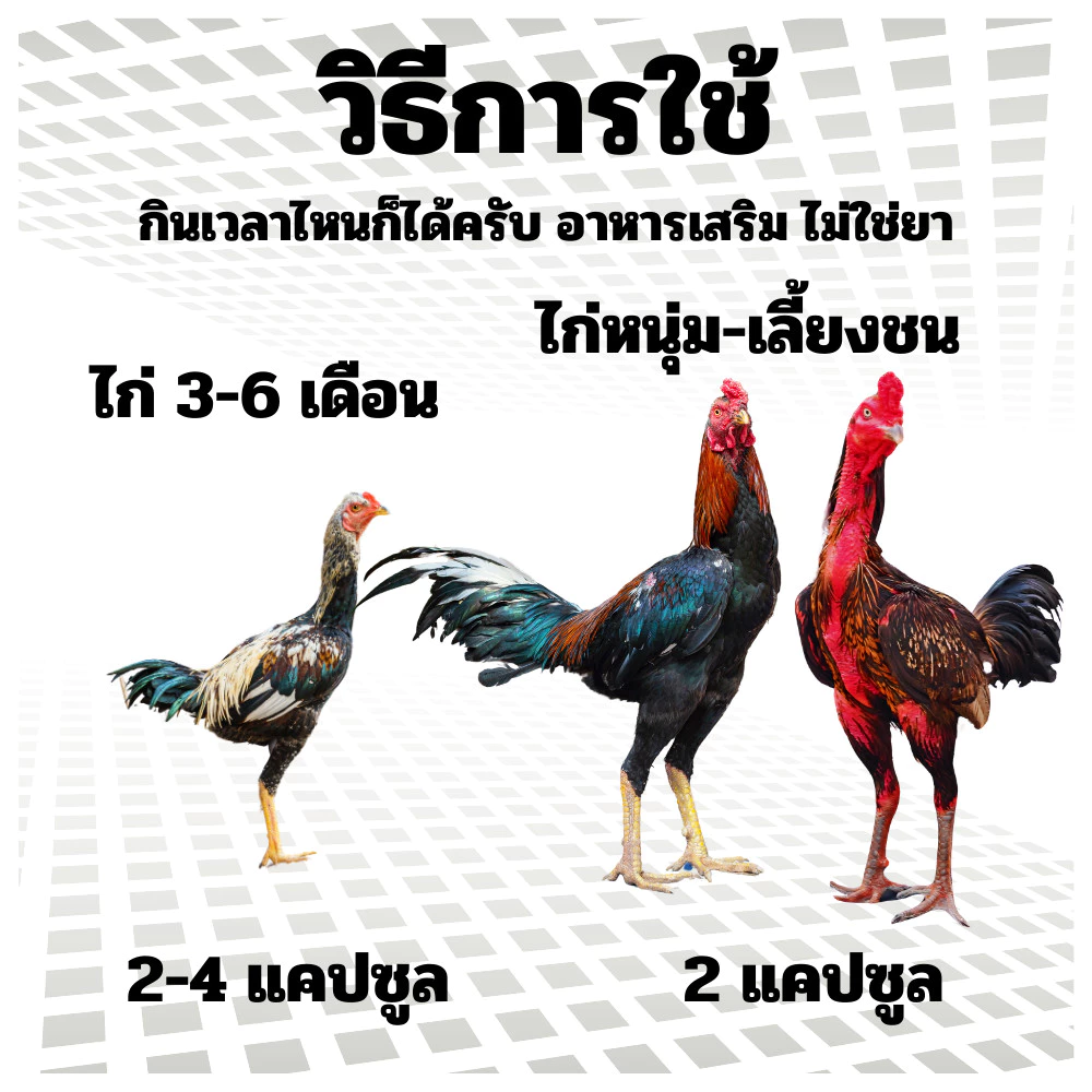 กระปุกใส่ เวย์โปรตีน คิงพีเจ้นท์ นก ไก่ thumbnail 5