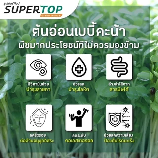 เมล็ดเพาะต้นอ่อน เบบี้คะน้า (Kale Microgreen) SUPERTOP ขนาด 1 KG.