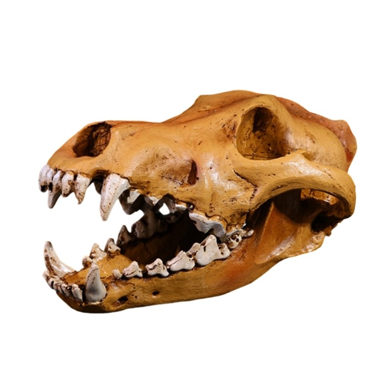 GROUP Wolf Skull Sculpture Resins Art สัตว์ที่สมจริงหัว Replicas Study Collection