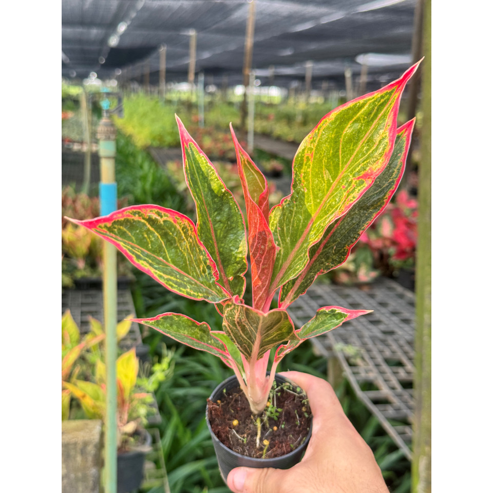 มุมมอง 6