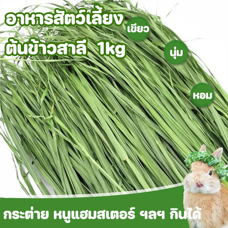 1kg WheatGrassHay วีทกลาส หญ้าแมว ต้นข้าวสาลีอบลมร้อน หญ้ากระต่าย หนูแกสบี้ ชินชิลล่า