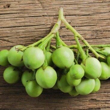 มะเขือพวง เมล็ดพันธุ์ 30-70 เมล็ด มีคู่มือปลูก