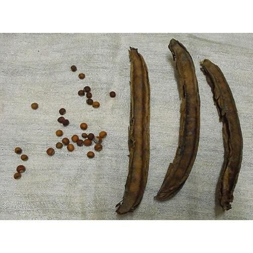 ถั่วพูสีม่วง เมล็ดพันธุ์สำหรับปลูก 4-10 เมล็ด มีคู่มือปลูก - รูปที่ 4