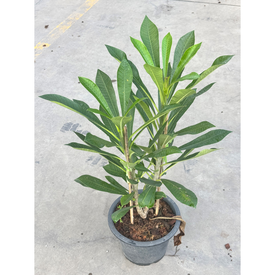 มุมมอง 6