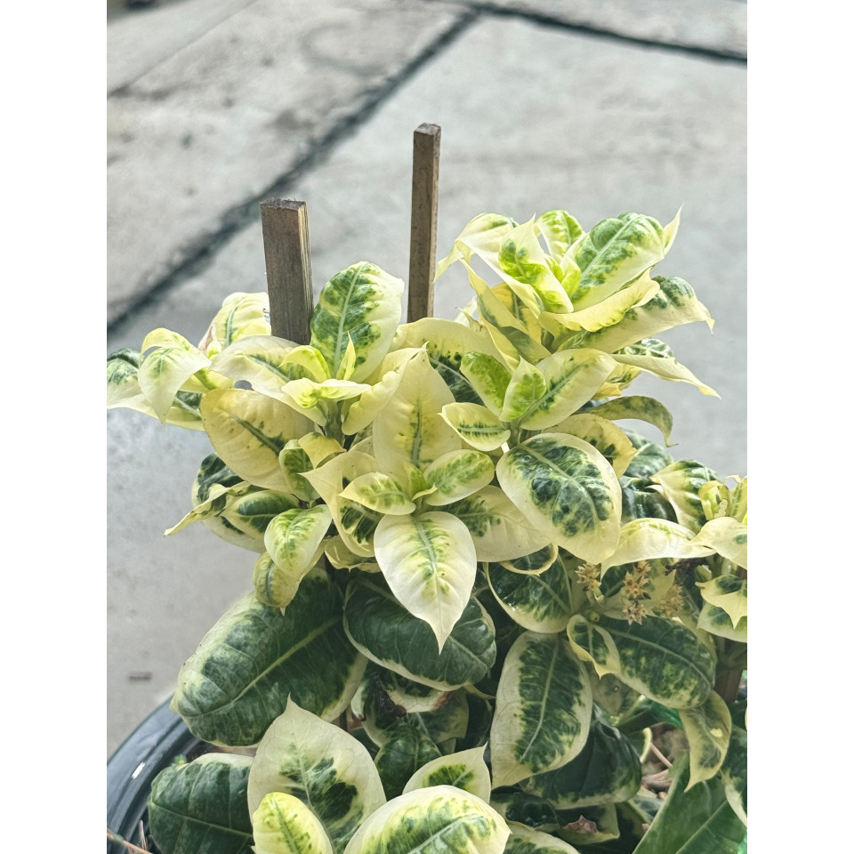 มุมมอง 5