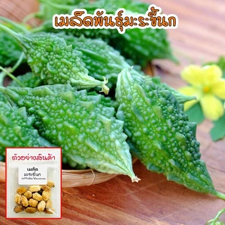มะระขี้นกเมล็ดพันธุ์ 4-10 เมล็ด งอกดี แข็งแรง ให้ผลดก ผลขนาดเล็ก ผิวขรุขระ รสขมจัดตามธรรมชาติ ปลูกง่าย โตไว (10แถม1)