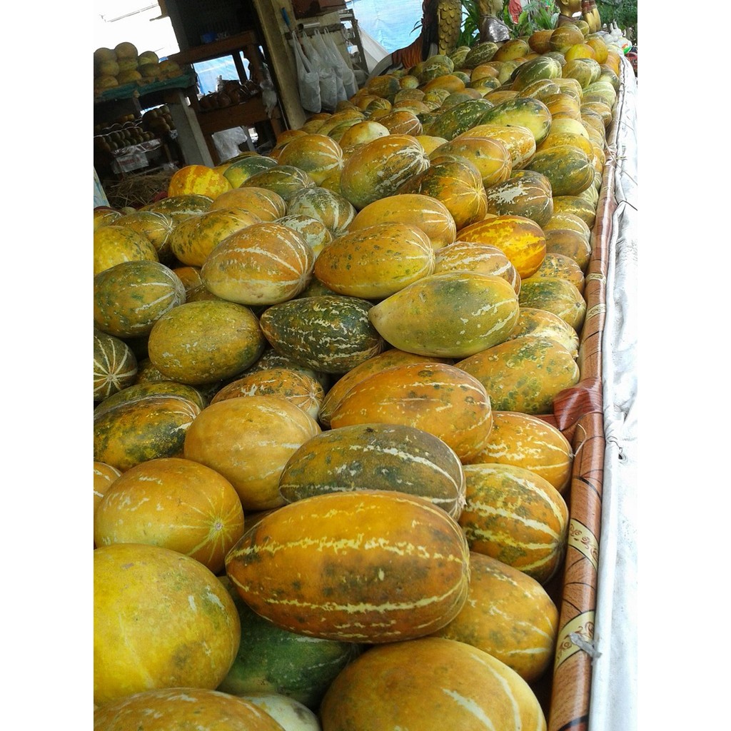 แตงไทยผลรี เมล็ดพันธุ์ 30-70 เมล็ด มีคู่มือปลูก