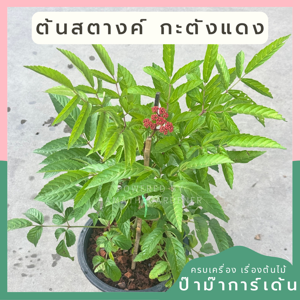 ต้นสตางค์ ต้นกะตัง กระถาง 11 นิ้ว เป็นไม้ไทย