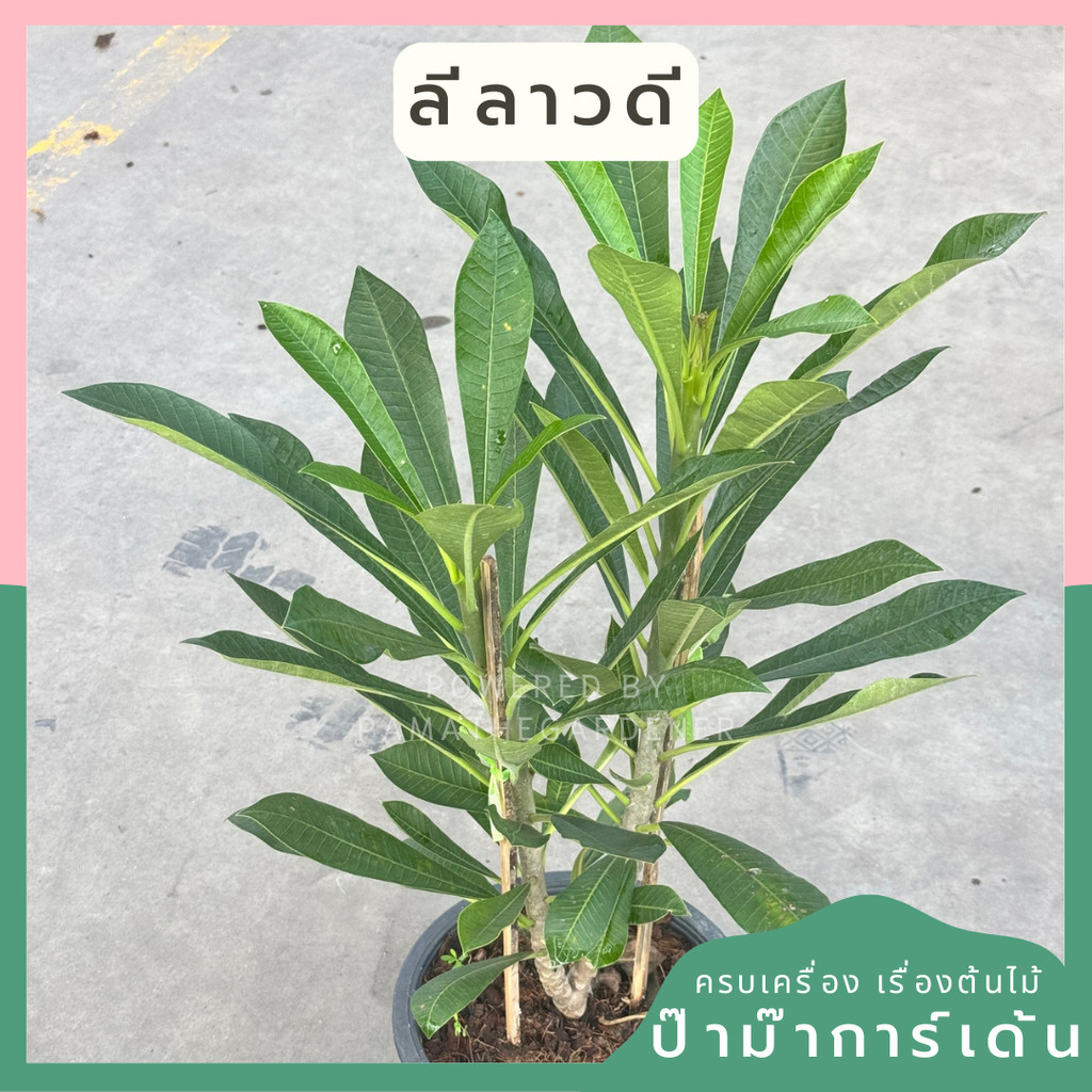 ลีลาวดี กระถาง 11 นิ้ว เป็นไม้ไทย