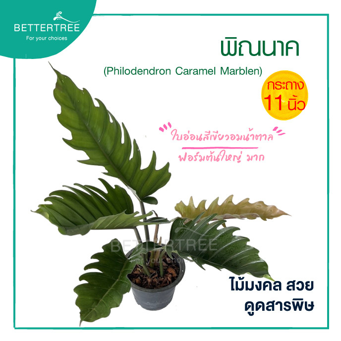 พิณนาค กระถาง 8 นิ้ว ไม้มงคล ไม้ฟอกอากาศ