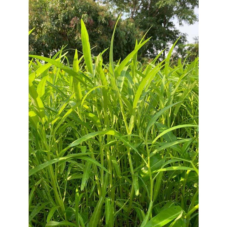 เมล็ดพันธุ์ ผักบุ้งจีน ผักบุ้งเรียวไผ่ ผักบุ้งไฟแดง 10-25 กรัม ปลูกง่าย โตเร็ว [10 เเถม 1 คละได้]