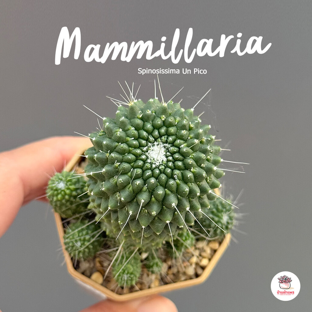 แมมสปินโนซิสซิม่า Mammillaria spinosissima Lem #กระถาง 2 นิ้ว แคคตัส กระบองเพชร cactus&succulent