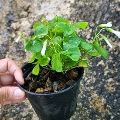 ผีเสื้อราตรี /Oxalis ดอกสีขาว มีเขียวดอกชมพู