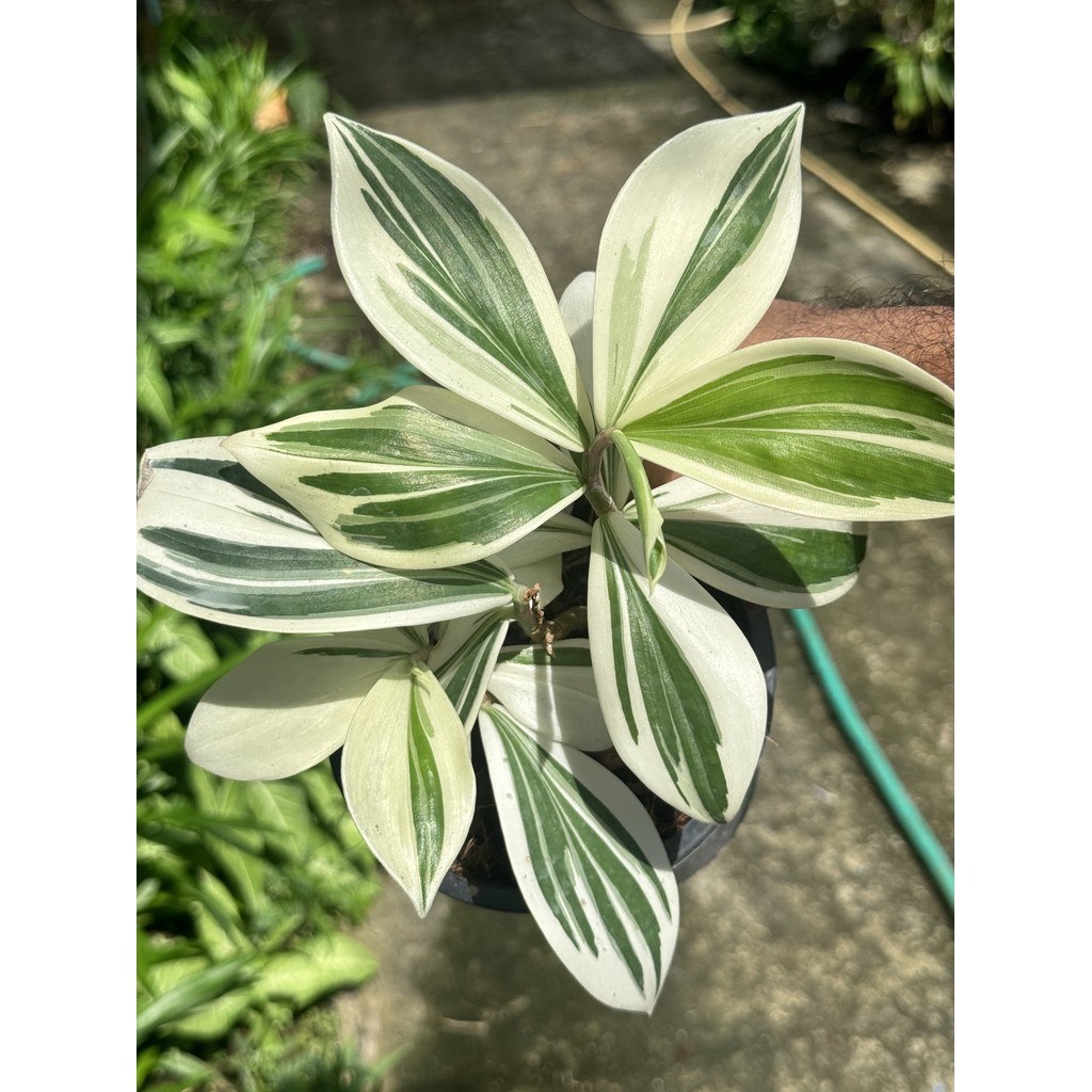 มุมมอง 6