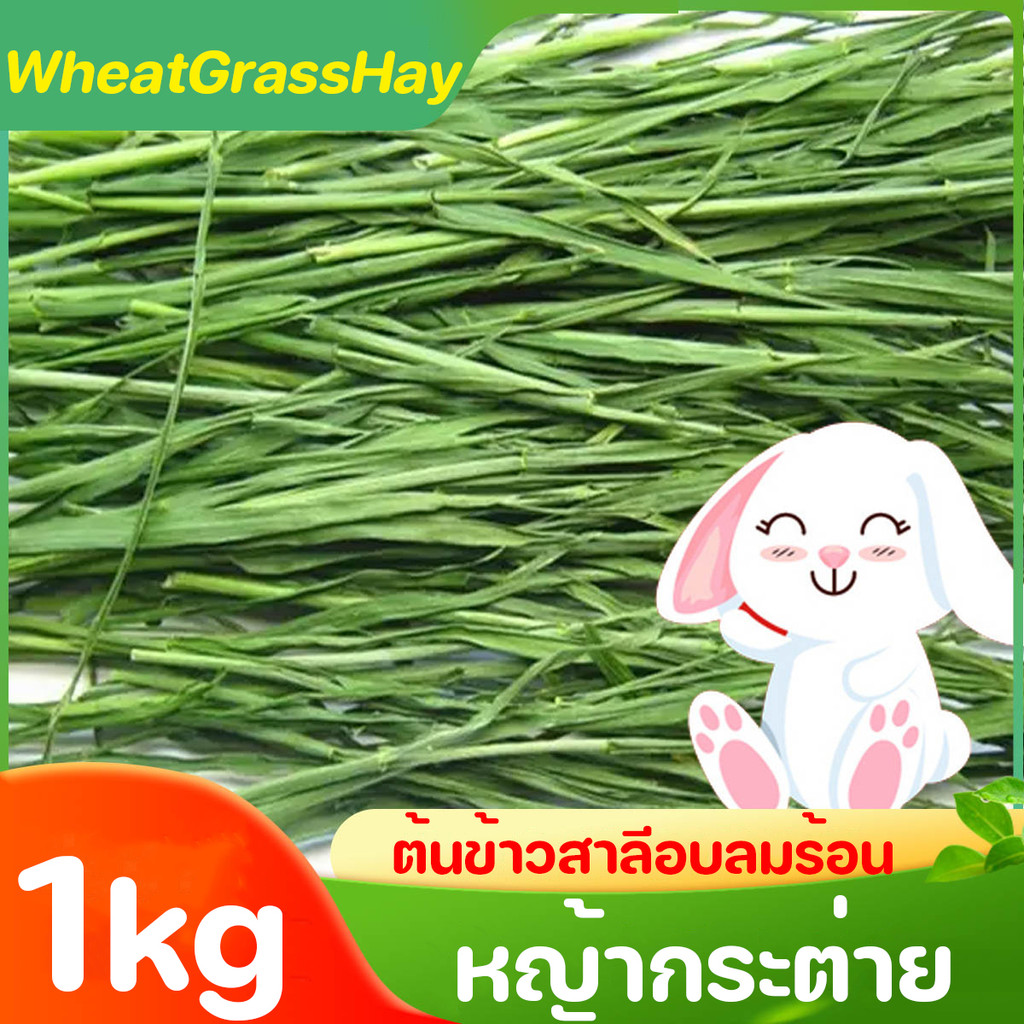 WheatGrassHay วีทกลาส 1kg หญ้าแมว ต้นข้าวสาลีอบลมร้อน หญ้ากระต่าย หนูแกสบี้ ชินชิลล่า