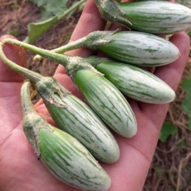 มะเขือลักบี้ตอปิโด เมล็ดพันธุ์สำหรับปลูก 40-100 เมล็ด มีคู่มือปลูก