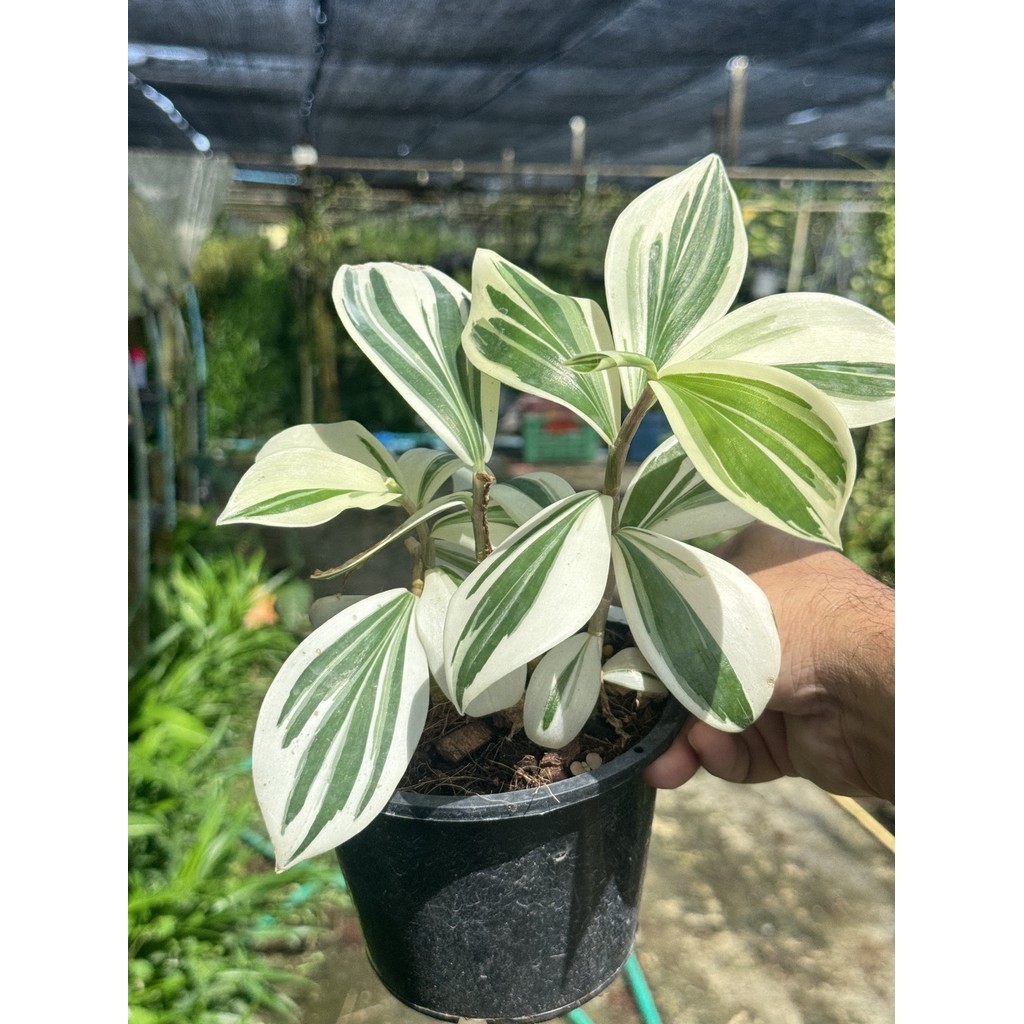 มุมมอง 2