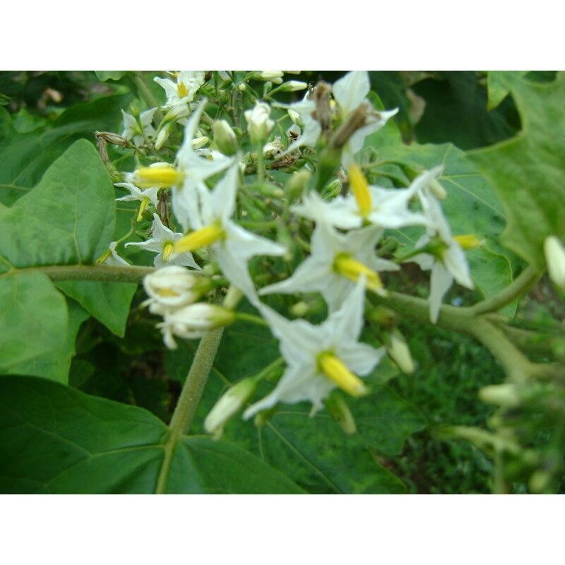 มะเขือพวง เมล็ดพันธุ์ 30-70 เมล็ด มีคู่มือปลูก - รูปที่ 6