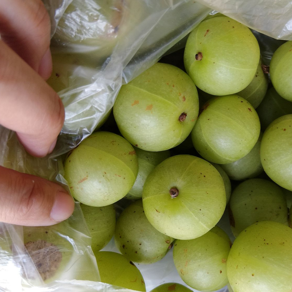 เก็บจากสวน ถุงมะขามป้อม (อินทรีย์100% )    1 kg (วิตามินซีสูง) เนื้อเยอะ ฉ่ำๆ ราคาถูก ราคาส่ง