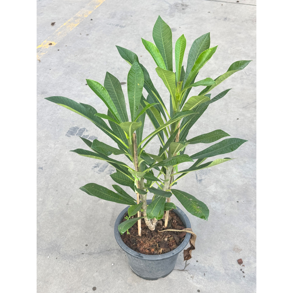 มุมมอง 7