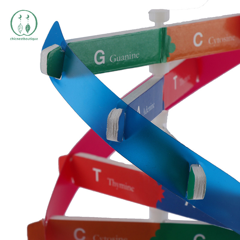[Chicnest] Human Genes DNA Models Double Helix ของเล่นวิทยาศาสตร์การสอนการเรียนรู้การศึกษาของเล่นบูติก