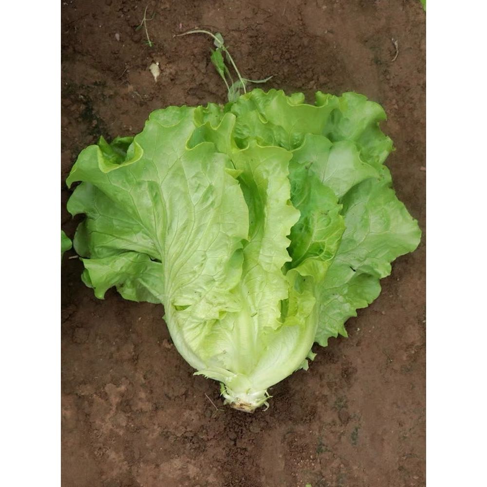 เมล็ดพันธุ์ ผักกาดหอมอิตาลี Italian Lettuce ใบเขียว บรรจุ 100-200 เมล็ด มีคู่มือปลูก