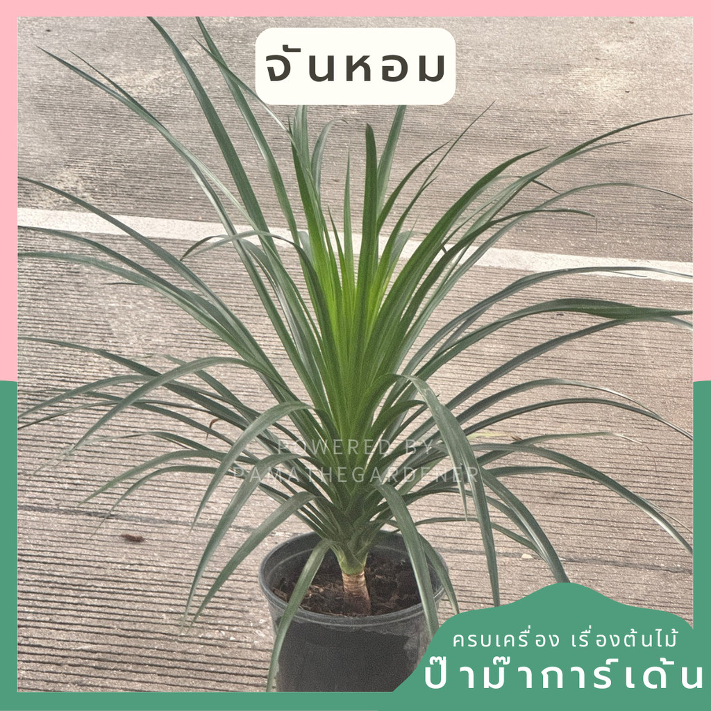ต้นจันหอม จันหอม Mansonia gagei Drumm ส่งพร้อมกระถาง  Dragon Tree