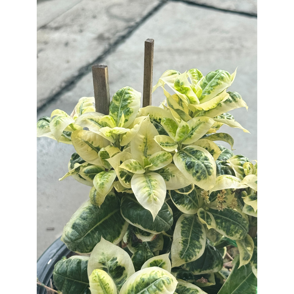 มุมมอง 4