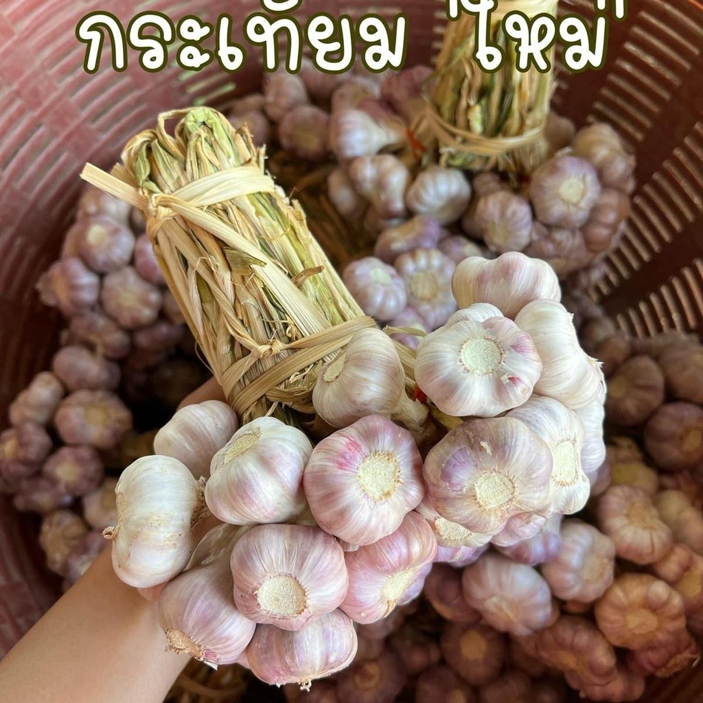 ไทยจุก กระเทียมไทยมัดจุก (มีจุก) น้ำหนัก 1 กิโลกรัม (คละไซส์)