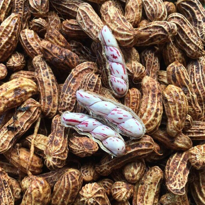 ถั่วลิสงลายเสือถั่วจัมโบ้ เมล็ดพันธุ์ 10-25 เมล็ด เมล็ดใหญ่ ลายสวย อัตรางอกดี เก็บเกี่ยวใน 90–110 วัน (ซื้อ10แถม1)